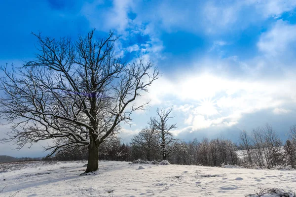 Paisagem Rural Coberta Neve Com Árvores Céu Azul Com Nuvens — Fotografia de Stock