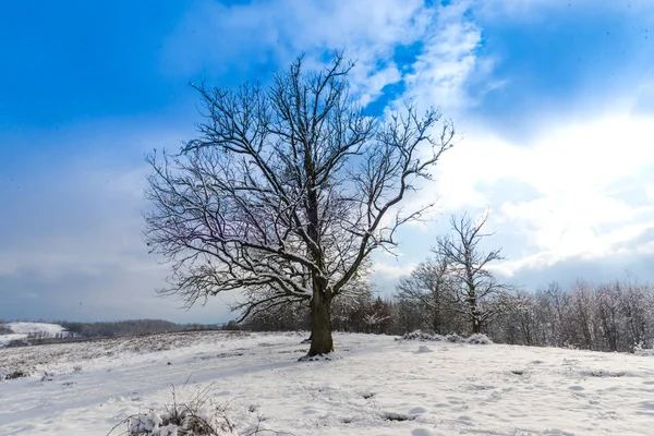 Paisagem Rural Coberta Neve Com Árvores Céu Azul Com Nuvens — Fotografia de Stock