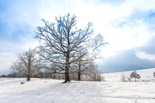 Sneeuw Bedekt Landschap Met Bomen Planten — Stockfoto