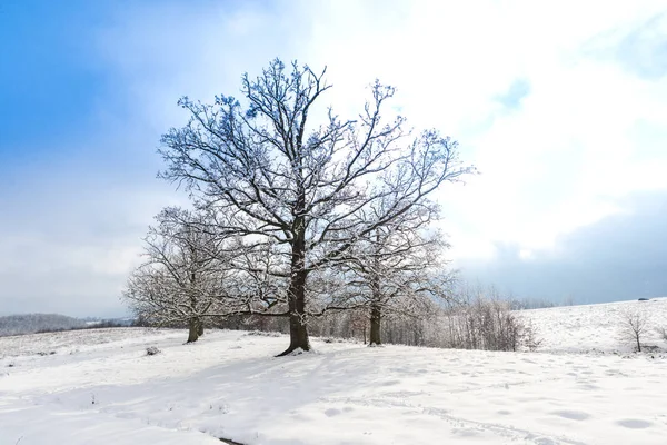 Sneeuw Bedekt Landschap Met Bomen Planten — Stockfoto