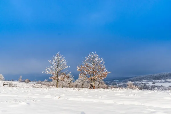 Snow Covered Countryside Field Trees Blue Sky — Stock Photo, Image