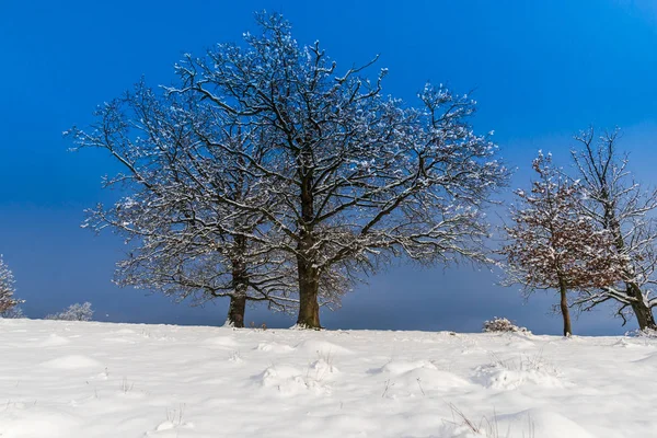 Winterseizoen Sneeuw Bedekt Landschap Landschap Met Bomen Blauwe Hemel — Stockfoto