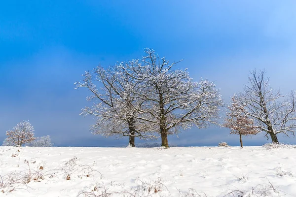 Besneeuwde Landschap Met Bomen Blauwe Hemel — Stockfoto