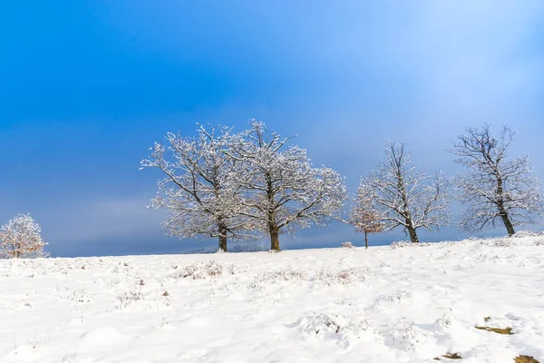 雪白的风景与树木和蓝天 — 图库照片