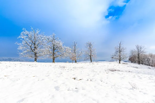 Kar Kaplı Kırsal Alan Ağaçlar Mavi Gökyüzü — Stok fotoğraf