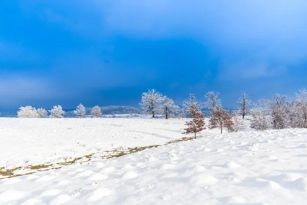 Sneeuw Bedekt Landschap Landschap Met Bomen Blauwe Hemel Overdag Veld — Stockfoto