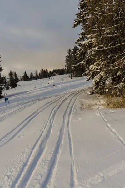 Θέρετρο Σκι Στα Βουνά Χειμώνα Αυξανόμενη Δέντρα Στην Πίστα Σκι — Φωτογραφία Αρχείου
