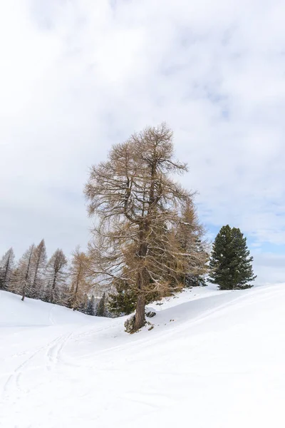 Montagnes Avec Arbres Hiver — Photo