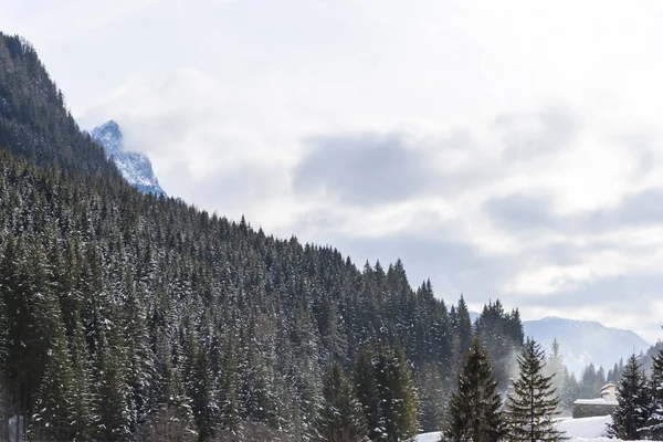 Besneeuwde Bos Bomen Berg Heuvel — Stockfoto