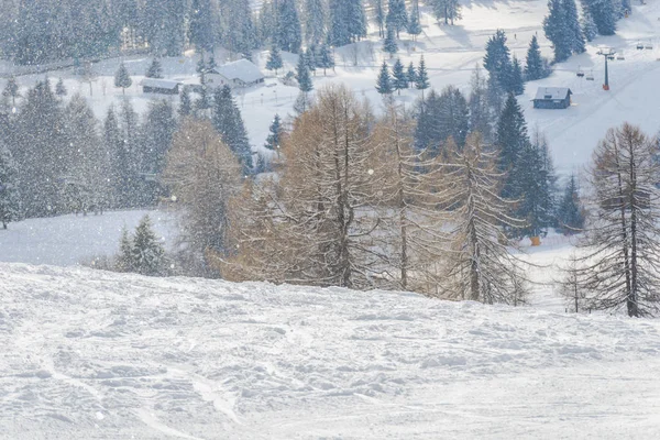 Alberi Inverno Freddo Montagna — Foto Stock