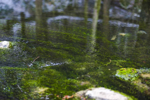 Overstroming Water Met Algen Stenen Reflectie — Stockfoto