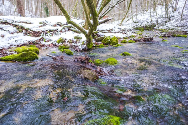 冬の森の川の流れ — ストック写真