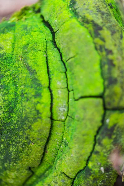 緑の木のコケ テクスチャ 表面の背景を閉じる — ストック写真