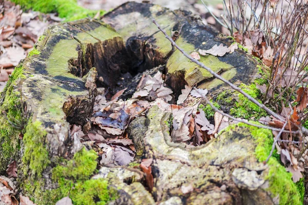 Old Stump Sawed Tree Moss Early Spring Forest — Stock Photo, Image