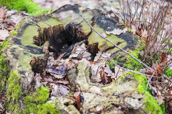 早春森林中有苔藓的老草丛树桩 — 图库照片
