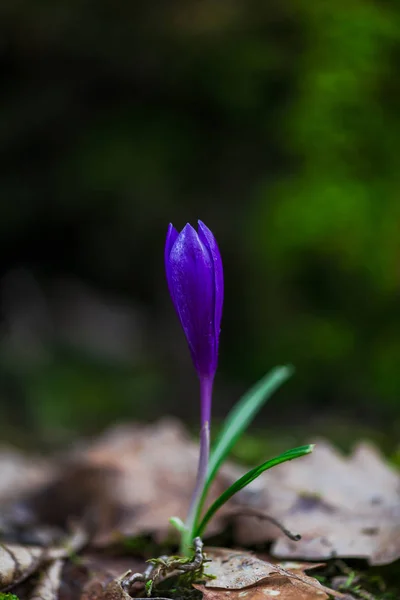 Purple Tiny Crocus Flower — Stock Photo, Image