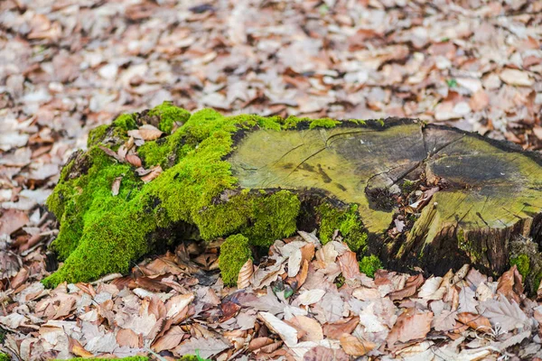 Gamla Stubben Sågade Träd Med Mossa Tidig Vårskog — Stockfoto