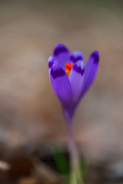 Purple Crocus Flower Petals Blurred Background — Stock Photo, Image