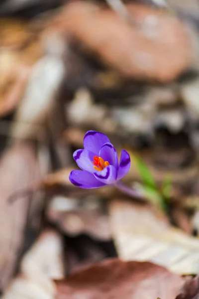 Növekvő Lila Crocus Virág Erdei Talaj Levél — Stock Fotó