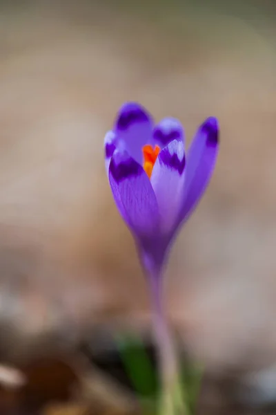 Purple Crocus Flower Petals Blurred Background — Stock Photo, Image