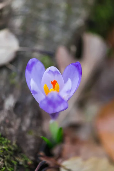 Spring Flower Growing Purple Crocus Flower — Stock Photo, Image
