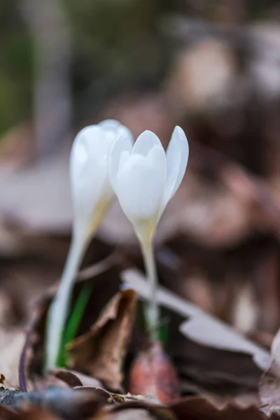 Hale Beyaz Croci Çiçekler Erken Bahar Ormandaki — Stok fotoğraf