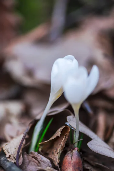 Przetargowej Croci Białe Kwiaty Lesie Wczesną Wiosną — Zdjęcie stockowe