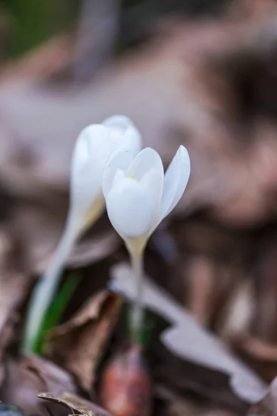 Hale Beyaz Croci Çiçekler Erken Bahar Ormandaki — Stok fotoğraf