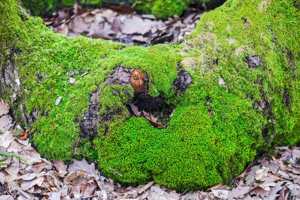 Velho Tronco Árvore Serrada Com Musgo Início Floresta Primavera — Fotografia de Stock