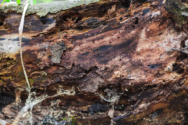 トリミング ビューは昔の早春の森のコケで製材木の切り株 — ストック写真