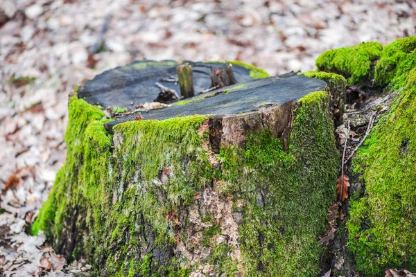 Old stump of sawed tree with moss in early spring forest