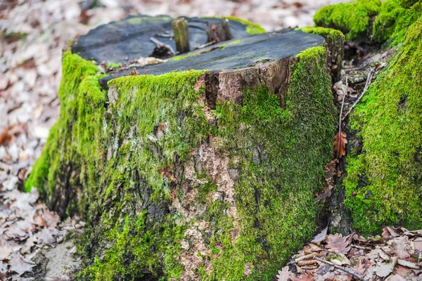 Viejo Tronco Árbol Aserrado Con Musgo Bosque Primavera — Foto de Stock