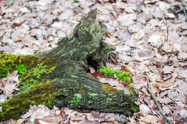 Старий Пень Пилки Мохом Ранньому Весняному Лісі — стокове фото