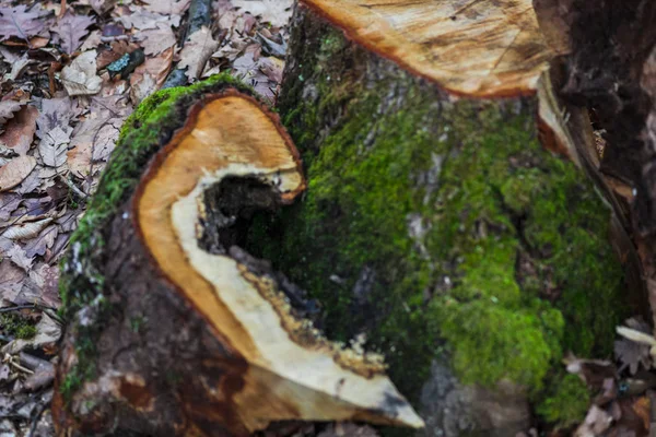 Vieille Souche Arbre Scié Avec Mousse Début Printemps Forêt — Photo