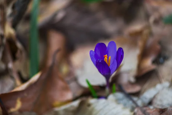 Crescente Flor Croco Violeta Chão Floresta Com Folhas — Fotografia de Stock