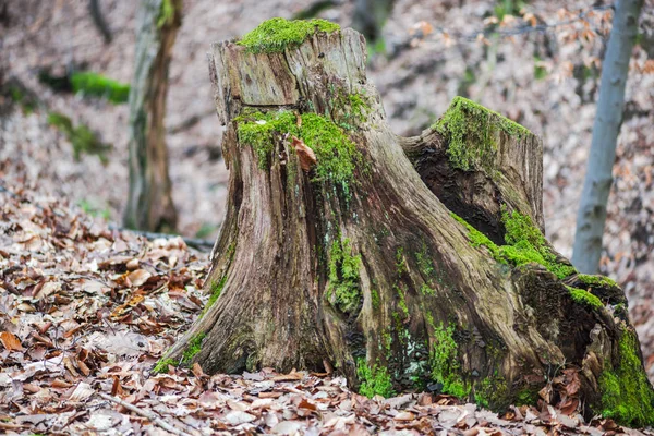 Velho Tronco Árvore Serrada Com Musgo Início Floresta Primavera — Fotografia de Stock