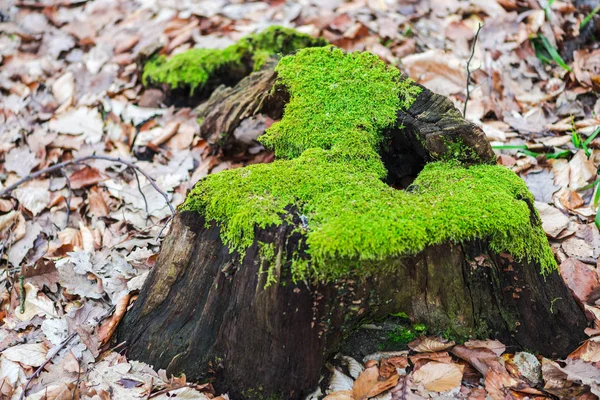 Starý Pařez Řezali Stromu Mechem Lese Brzy Jaře — Stock fotografie