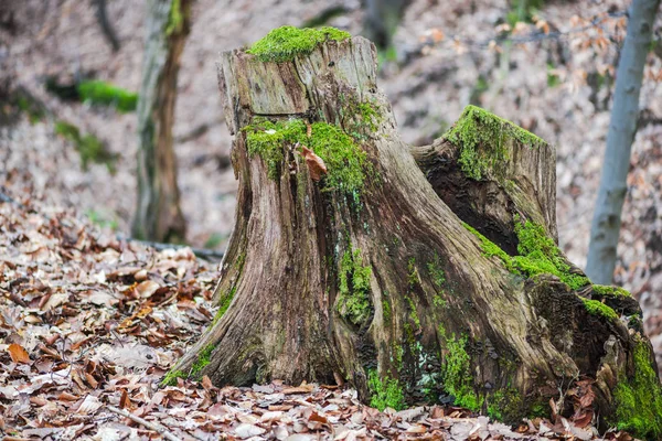 Gamla Stubben Sågade Träd Med Mossa Tidig Vårskog — Stockfoto