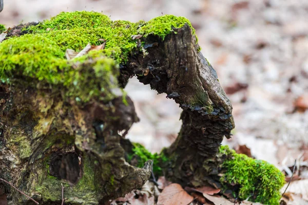 早春の森のコケでひきツリーの古い切り株 — ストック写真