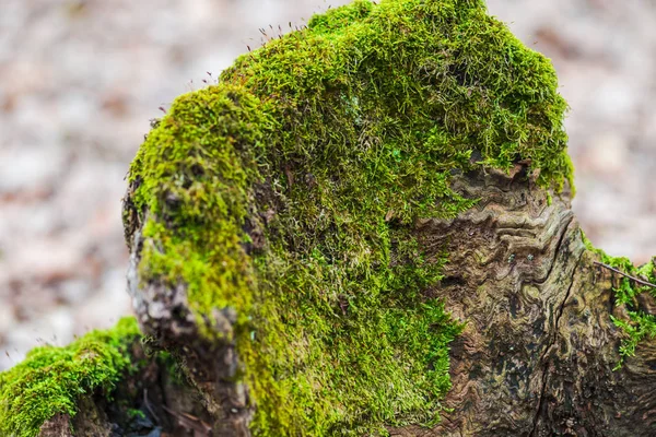 Viejo Tronco Árbol Aserrado Con Musgo Bosque Primavera — Foto de Stock