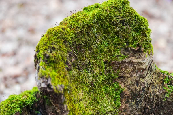 Alter Baumstumpf Mit Moos Frühjahrswald — Stockfoto