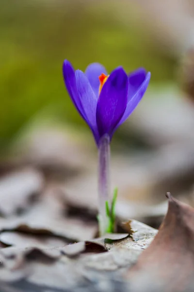 Purple Tiny Crocus Flower Petals Close — Stock Photo, Image