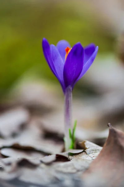 Purple Tiny Crocus Flower Petals Close — Stock Photo, Image