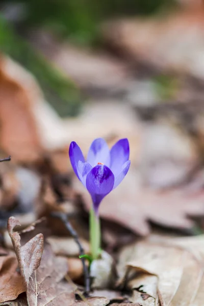 Growing Violet Crocus Flower Forest Ground Leaves — Stock Photo, Image