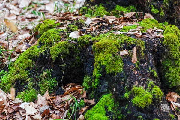 Old Stump Sawed Tree Moss Early Spring Forest — Stock Photo, Image