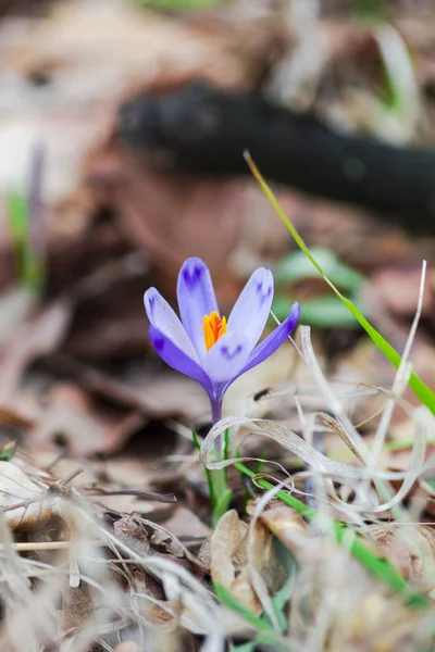 Нежный Крокус Первый Весенний Цветок — стоковое фото