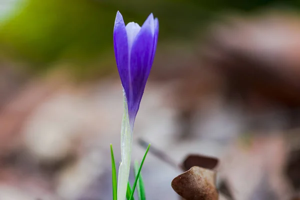 Tender Crocus First Spring Flower — Stock Photo, Image