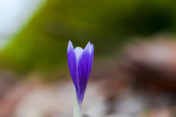 Azafrán Tierno Primera Flor Primavera — Foto de Stock