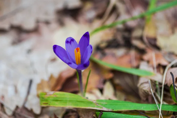 Tender Crocus First Spring Flower — Stock Photo, Image