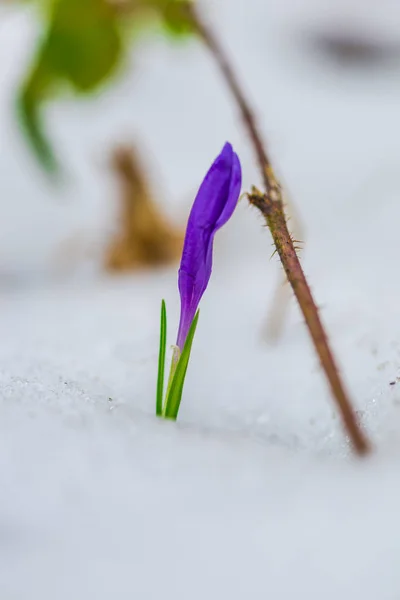 Purple Crocus Flower Petals Growing Snow Covered Land — Stock Photo, Image